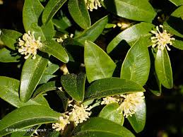 Attēlu rezultāti vaicājumam “Buxus sempervirens flower”