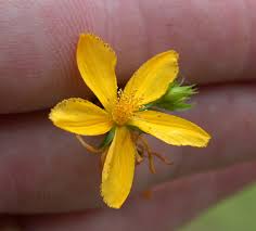 Attēlu rezultāti vaicājumam “Hypericum perforatum bud”
