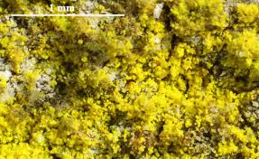 Attēlu rezultāti vaicājumam “Chrysothrix candelaris”