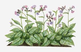 Image result for Pulmonaria officinalis