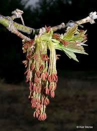 Attēlu rezultāti vaicājumam “Acer negundo female flower”