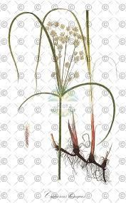 Attēlu rezultāti vaicājumam “Cyperus fuscus fruit”