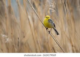 Attēlu rezultāti vaicājumam “Motacilla citreola male”