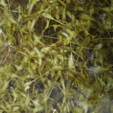 Attēlu rezultāti vaicājumam “Lemna trisulca”