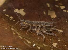 Attēlu rezultāti vaicājumam “Asellus aquaticus”