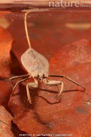 Attēlu rezultāti vaicājumam “Nepa cinerea”