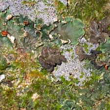 Attēlu rezultāti vaicājumam “Peltigera praetextata”