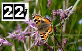 Image result for Small Tortoiseshell