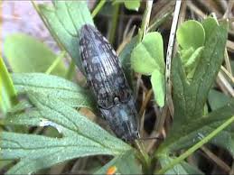 Attēlu rezultāti vaicājumam “Actenicerus sjaelandicus”