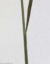 Attēlu rezultāti vaicājumam “Poa nemoralis fruit”