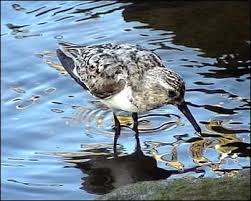 Attēlu rezultāti vaicājumam “Calidris alba adult”
