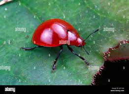 Attēlu rezultāti vaicājumam “Chrysomelidae”