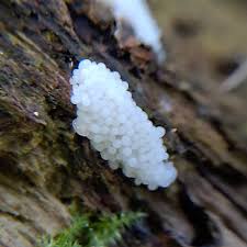 Attēlu rezultāti vaicājumam “Arcyria minuta stalked”