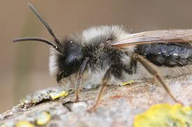 Attēlu rezultāti vaicājumam “Andrena vaga”