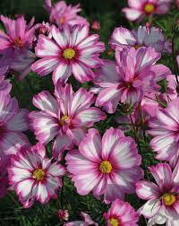 Image result for Schmuckkörbchen