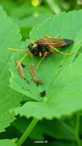 Attēlu rezultāti vaicājumam “Tenthredo campestris female”