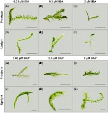 Attēlu rezultāti vaicājumam “Campyliadelphus elodes”