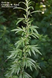 Image result for Artemisia vulgaris