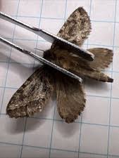 Attēlu rezultāti vaicājumam “Hepialidae”