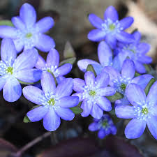 Attēlu rezultāti vaicājumam “Hepatica nobilis flower”