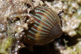 Attēlu rezultāti vaicājumam “Dianemataceae”