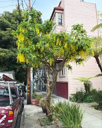 Image result for Laburnum anagyroides