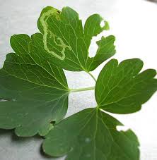 Attēlu rezultāti vaicājumam “Phytomyza minuscula”