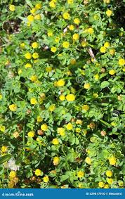 Attēlu rezultāti vaicājumam “Trifolium aureum flower”