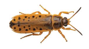 Attēlu rezultāti vaicājumam “Adalia decempunctata”