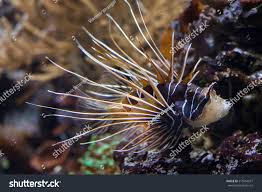 Image result for Pterois radiata