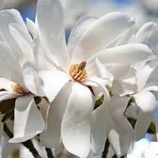 Attēlu rezultāti vaicājumam “Magnolia x loebneri flower”