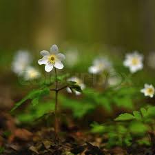 Attēlu rezultāti vaicājumam “Isopyrum thalictroides flower”