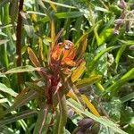 Attēlu rezultāti vaicājumam “Euphorbia palustris fruit”