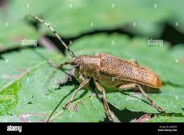 Attēlu rezultāti vaicājumam “Saperda carcharias”