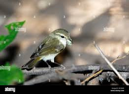 Attēlu rezultāti vaicājumam “Phylloscopus trochiloides”