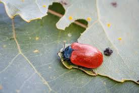 Attēlu rezultāti vaicājumam “Chrysomelidae”