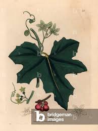 Attēlu rezultāti vaicājumam “Bryonia alba”