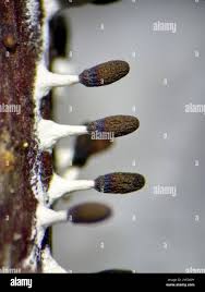 Attēlu rezultāti vaicājumam “Diachea leucopodia young”