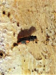 Attēlu rezultāti vaicājumam “Bitoma crenata”