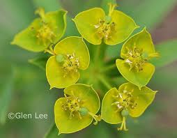 Attēlu rezultāti vaicājumam “Euphorbia virgata flower”