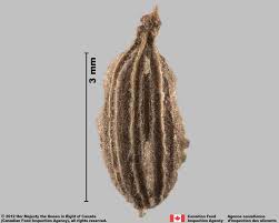 Attēlu rezultāti vaicājumam “Daucus sativus”