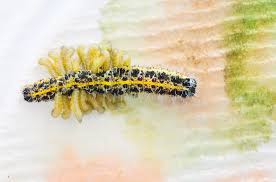 Attēlu rezultāti vaicājumam “Pieris brassicae larva”