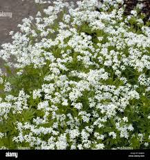Attēlu rezultāti vaicājumam “Galium schultesii fruit”