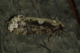 Attēlu rezultāti vaicājumam “Scardia boletella”