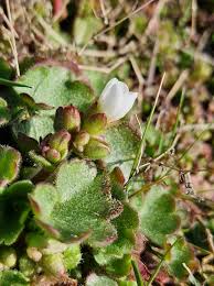 Attēlu rezultāti vaicājumam “Saxifraga granulata leaf”