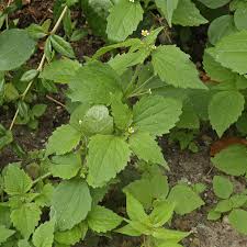 Attēlu rezultāti vaicājumam “Galinsoga quadriradiata leaf”