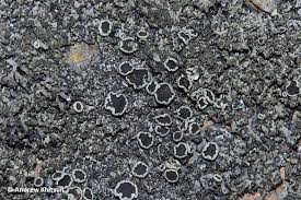 Attēlu rezultāti vaicājumam “Phaeophyscia orbicularis”