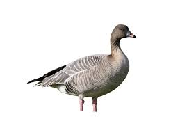 Attēlu rezultāti vaicājumam “Anser brachyrhynchus”