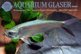 Image result for Megalops atlanticus