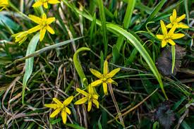 Attēlu rezultāti vaicājumam “Gagea pratensis”